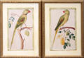 020222 FRAMED PRINTS EXOTIC PARROTS CONTEMPORARY FROM