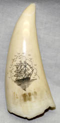 012294 ALASKAN WALRUS SCRIMSHAW C 1930 L 4