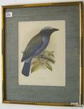 Four chromolithograph bird prints