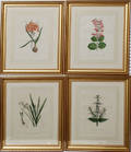 2045 DRAPIEZ HAND COLORED ENGRAVINGS BOTANICALS FOU