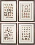 Group of 4 Shell Engravings After Seba