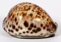 SILVER MOUNTED COWRIE SHELL SNUFF BOX C 1800