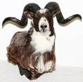 EUROPEAN MOUFLON SHEEP SHOULDER TROPHY MOUNT