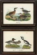HAND COLORED LITHOGRAPHS C 1890 PAIR