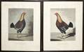 CR STOCK MEZZOTINTS OF TURKEYS 2