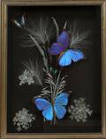 FRAMED BUTTERFLIES H 15 W 12