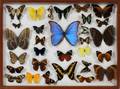 BUTTERFLY COLLECTION