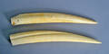 Two ivory tusks