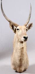 AFRICAN WATERBUCK SHOULDER MOUNT