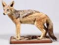AFRICAN JACKAL FULL BODY MOUNT