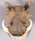 AFRICAN WART HOG SHOULDER MOUNT