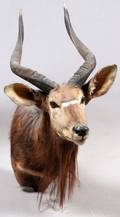 AFRICAN NYALA TROPHY MOUNT