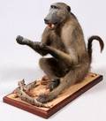 AFRICAN BABOON FULL BODY MOUNT