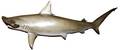 HAMMERHEAD SHARK MOUNT