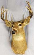 TENPOINT DEER TROPHY