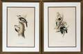 ENGLISH BIRD PRINTS EARLYMID 20TH C TWO