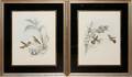 GOULD  RICHTER ORNITHOLOGICAL LITHOGRAPHS