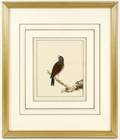 William Lewin Watercolor of Common Linnet