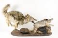 Mounted  Stuffed Coyote Chasing Hare