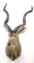 African Greater Kudu Trophy Shoulder Mount