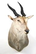 Large African Eland Shoulder Mount