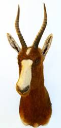 AFRICAN BROWN BLESBOK SHOULDER TROPHY MOUNT