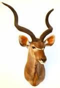 AFRICAN KUDU SHOULDER TROPHY MOUNT LATE 20TH C