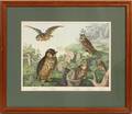 CHROMOLITHOGRAPH EAGLE OWL EARED OWL ETC C 1885