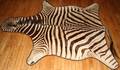 010056 AFRICAN ZEBRA RUG C1978 W 72 L 115 TO TIP