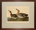 AFTER J J AUDUBON LITHO GADWALL DUCK