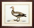 P J SELBY HAND COLORED ETCHING RUDDY DUCK