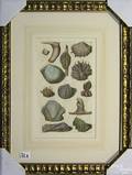 Six handcolored engravings of fossils and minerals by Rumphius