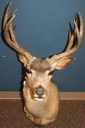 DEER TROPHY MOUNT H 42 W 18