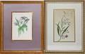 PAIR OF HAND COLORED BOTANICAL PRINTS