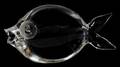 STEUBEN GLASS FISH