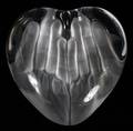 DAUM CLEAR CRYSTAL HEART IN HANDS PAPERWEIGHT