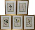BOTANICAL PRINT GROUP SET OF 5