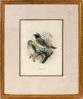LITHOGRAPH COMMON REDSTART
