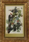 AFTER JJ AUDUBON DONNELLY REPRO WOODPECKER