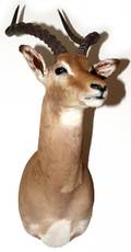 SOUTHERN AFRICAN IMPALA TROPHY SHOULDER MOUNT