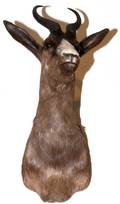 BLACK AFRICAN SPRINGBOK SHOULDER MOUNT