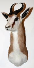 AFRICAN COMMON SPRINGBOK SHOULDER MOUNT