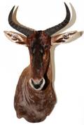 AFRICAN TSEBE SHOULDER MOUNT