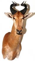AFRICAN LICHTENSTEINS HARTEBEEST TROPHY MOUNT