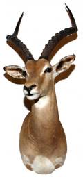 AFRICAN SOUTHERN IMPALA SHOULDER TROPHY MOUNT