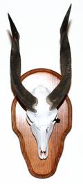 LIMPOPO BUSHBUCK SOUTHERN IMPALA TROPHY MOUNTS