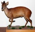 AFRICAN RED DUIKER FULL BODY TROPHY MOUNT