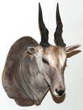 AFRICAN COMMON ELAND SHOULDER MOUNT