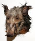 AFRICAN BUSH PIG SHOULDER MOUNT