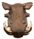 AFRICAN WART HOG SHOULDER MOUNT